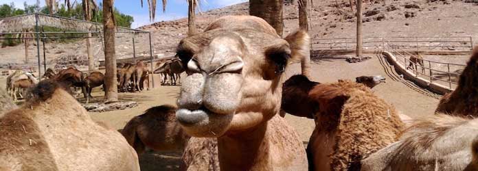 Experiencia con Camellos