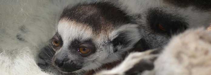 Oasis Park, Experiencia Lemur